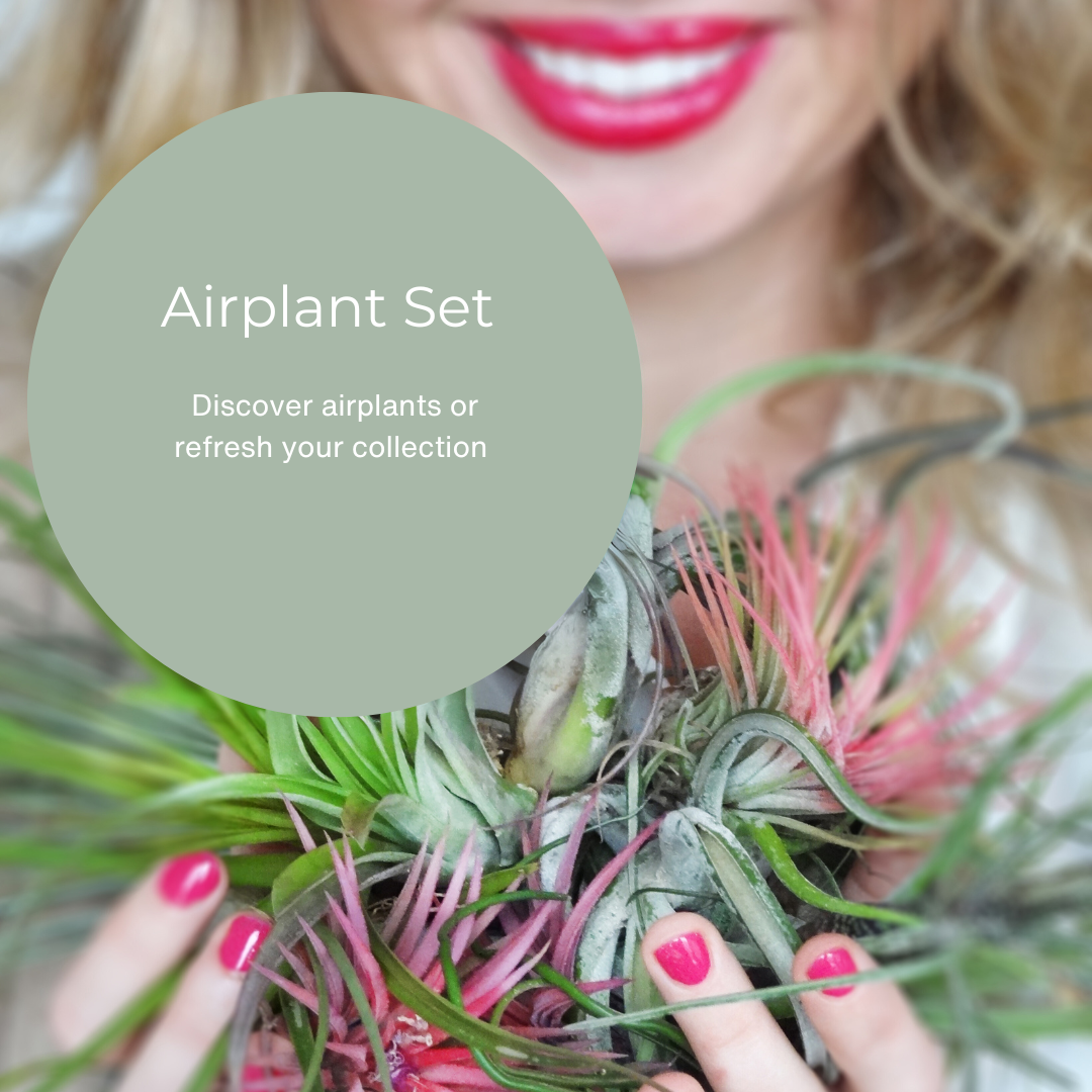air plant collection Airplants Set – Etairnity Design