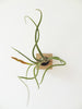 Cube air plant design holder with flowering Tillandsia Caput-Medusa on the wall