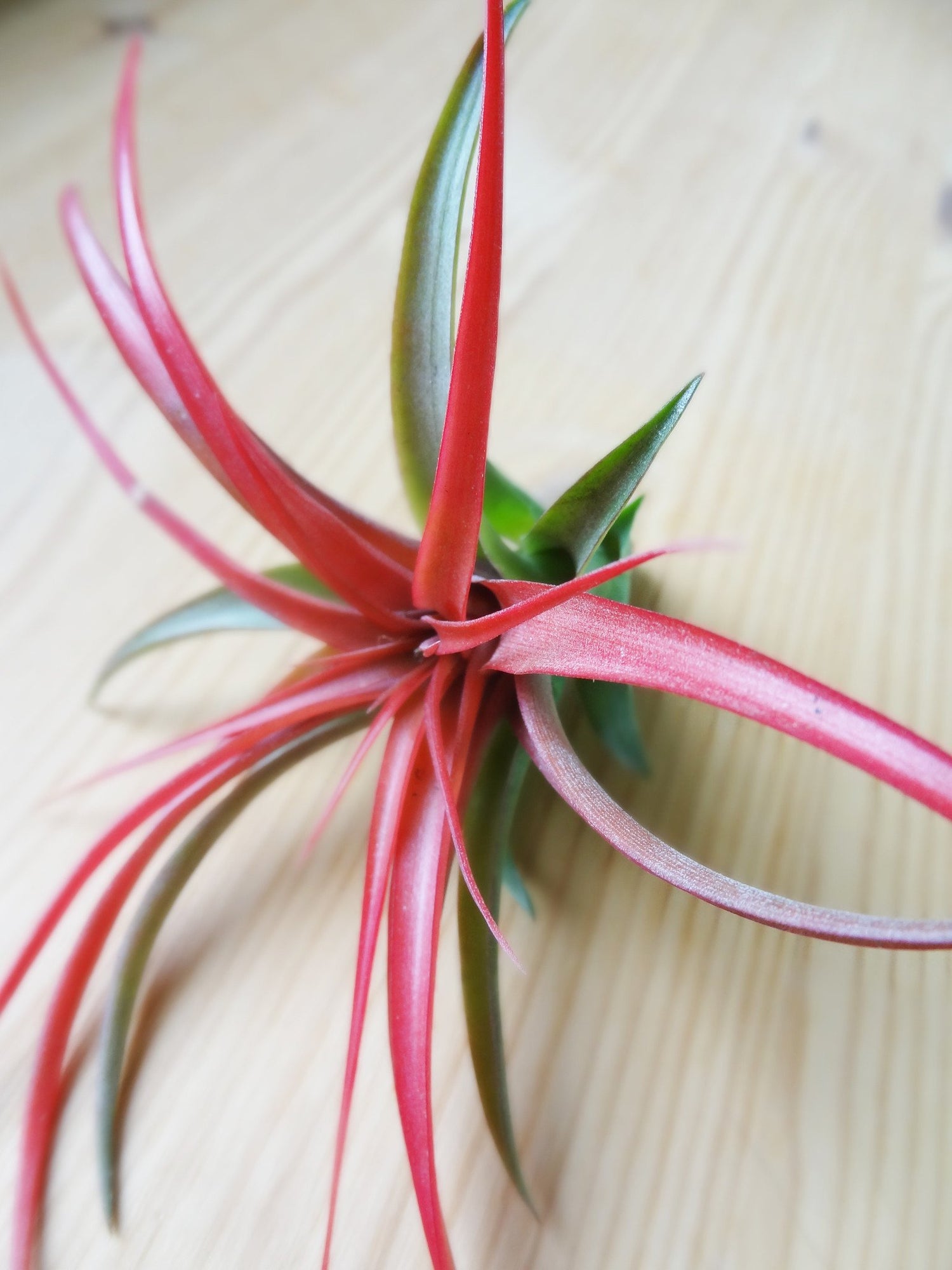 tillandsia red abdita air plants Tillandsia Brachycaulos airplant – Etairnity Design