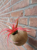 Tillandsia Brachycaulos blooming tropical air plant inside hanging sphere pot