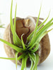Tropical Nut with air plant