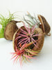 Tropical Nut with air plant