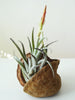 Tropical Nut with air plant