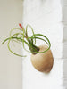 Picture of hemisphere wooden holder with Caput Medusa airplant