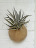 Picture of hemisphere wooden holder with Harissi airplant