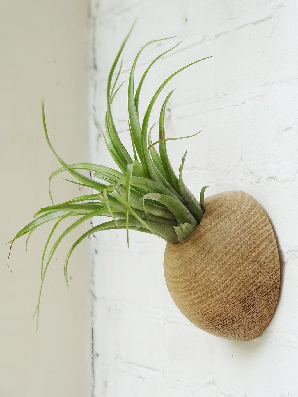 Picture of hemisphere wooden holder with Brachycaulos airplant. Side view