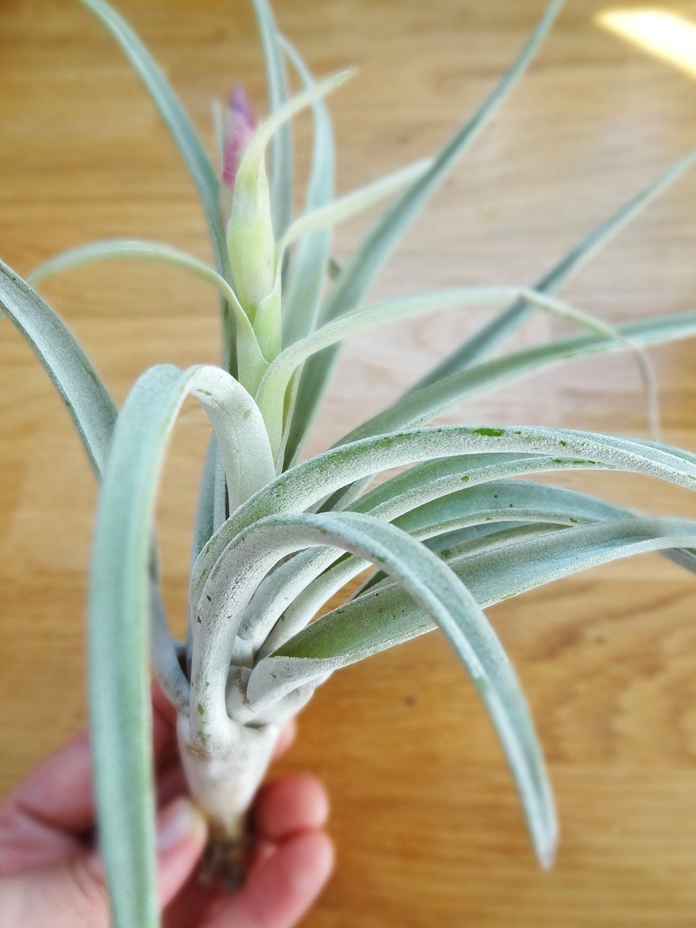 Tillandsia Harissii tropical air plant with flower