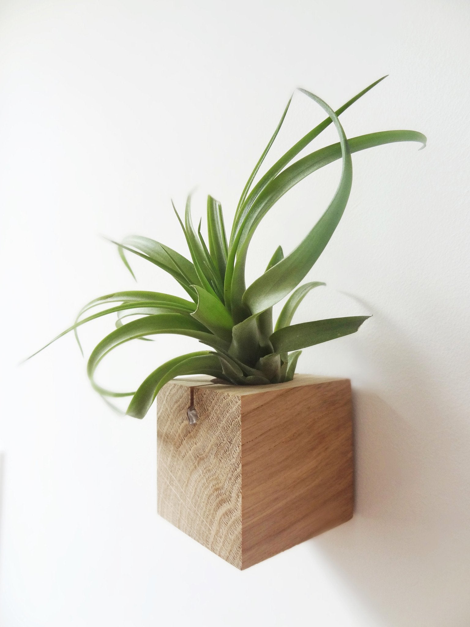 air plant wooden holder Airplant Cube