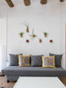 Indoor plant design idea with a variety of airplants above a modern grey couch