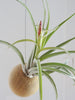 Tillandsia Harissii tropical air plant with flower inside hanging sphere