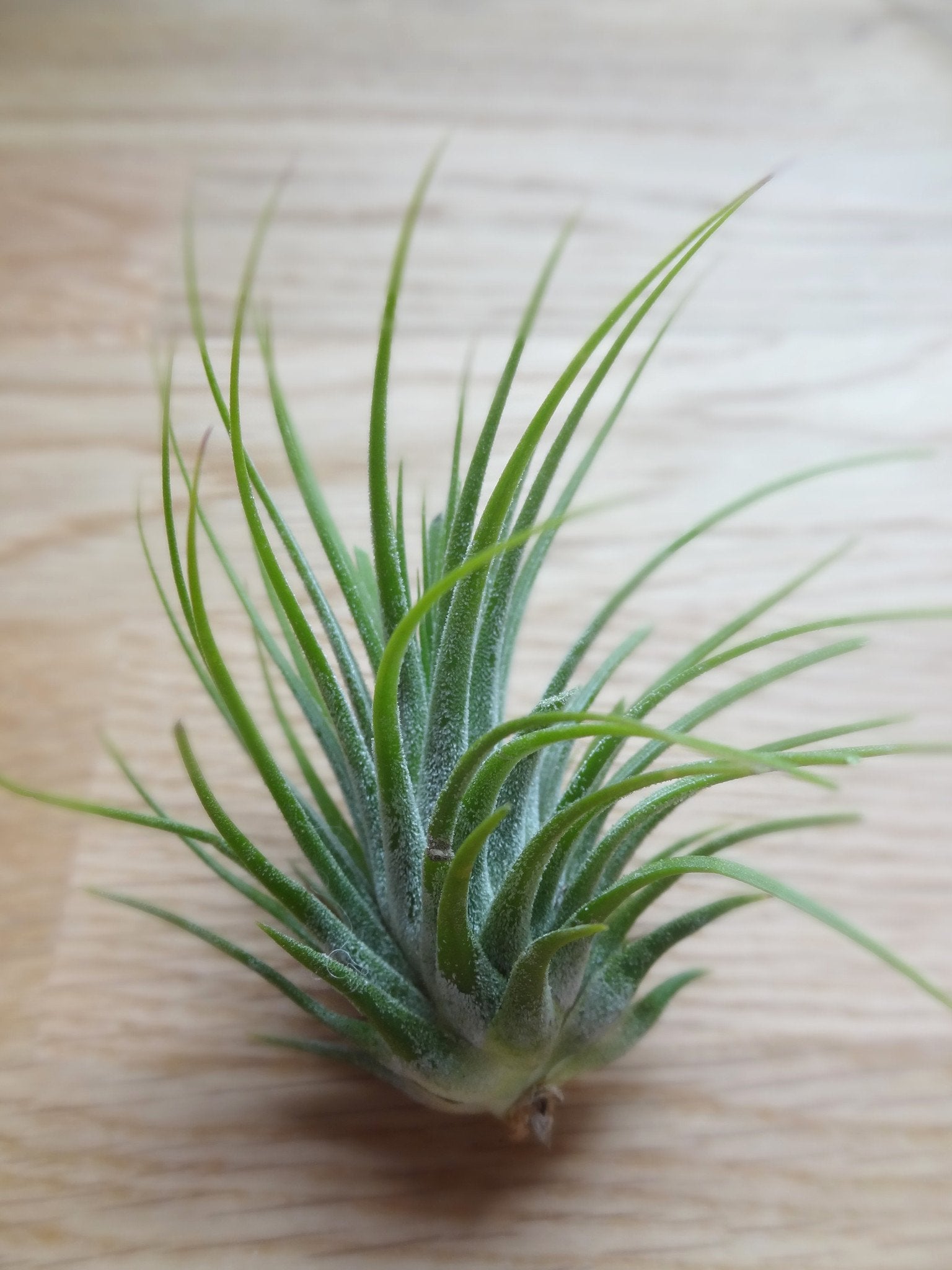 green air plants Tillandsia Ionantha Green airplant – Etairnity Design