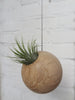 Tillandsia Ioantha Green tropical air plant in hanging sphere
