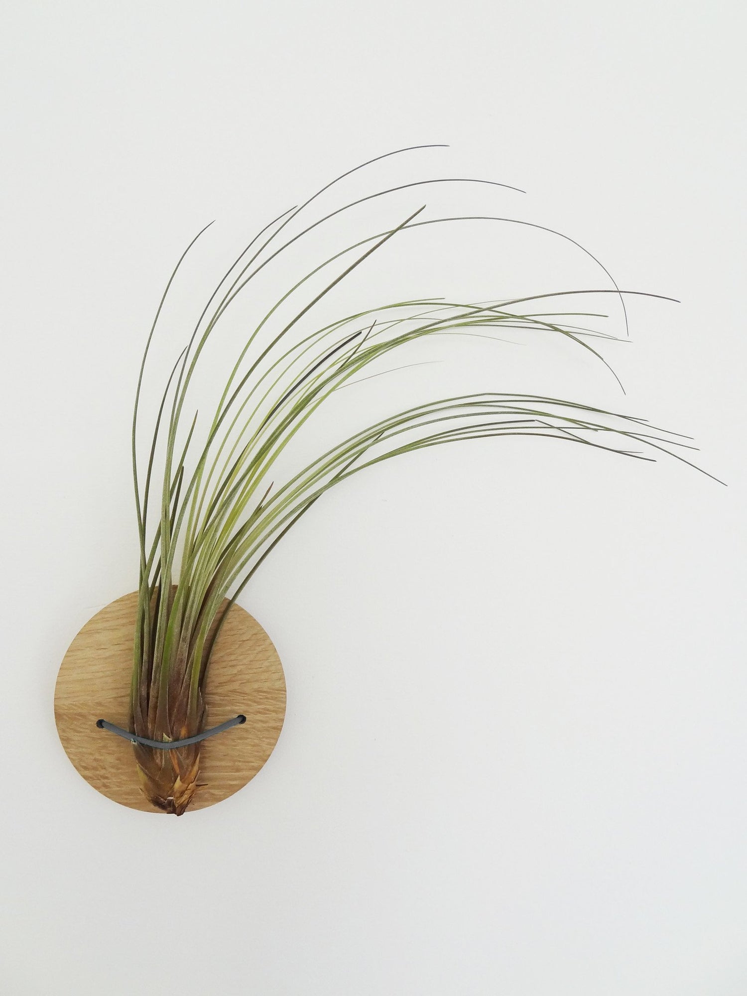 juncea air plant Tillandsia Juncea airplant – Etairnity Design