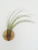 Disc air plant design holder with Tillandsia Juncea on the wall