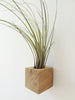 Cube air plant design holder with Tillandsia Juncea on the wall